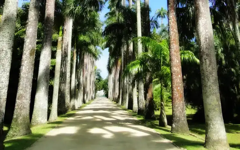 Jardim Botânico do Rio de Janeiro